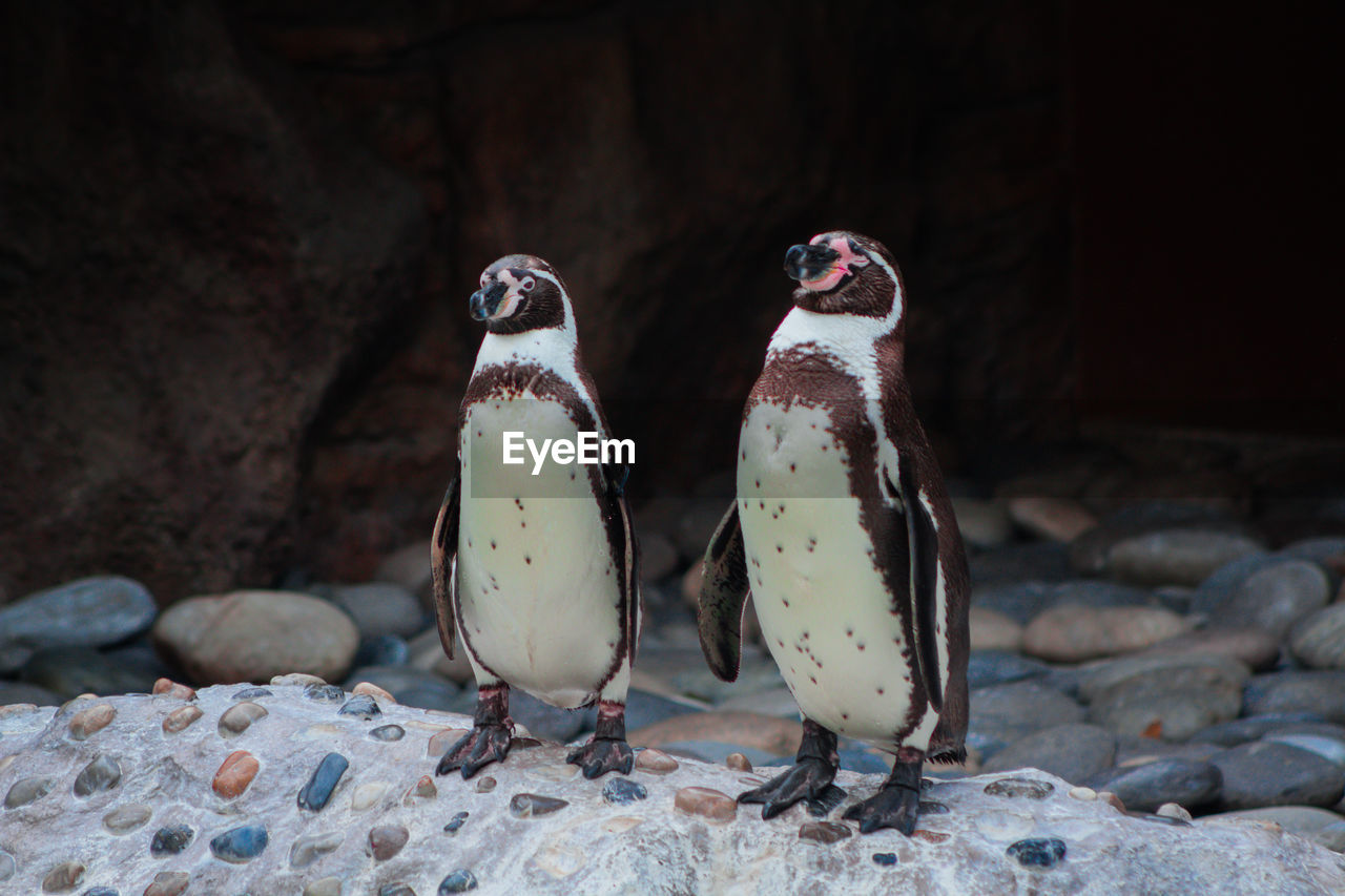 Penguin's love