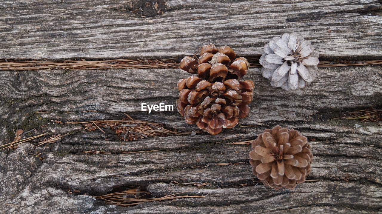 CLOSE-UP OF PINE CONES ON TABLE