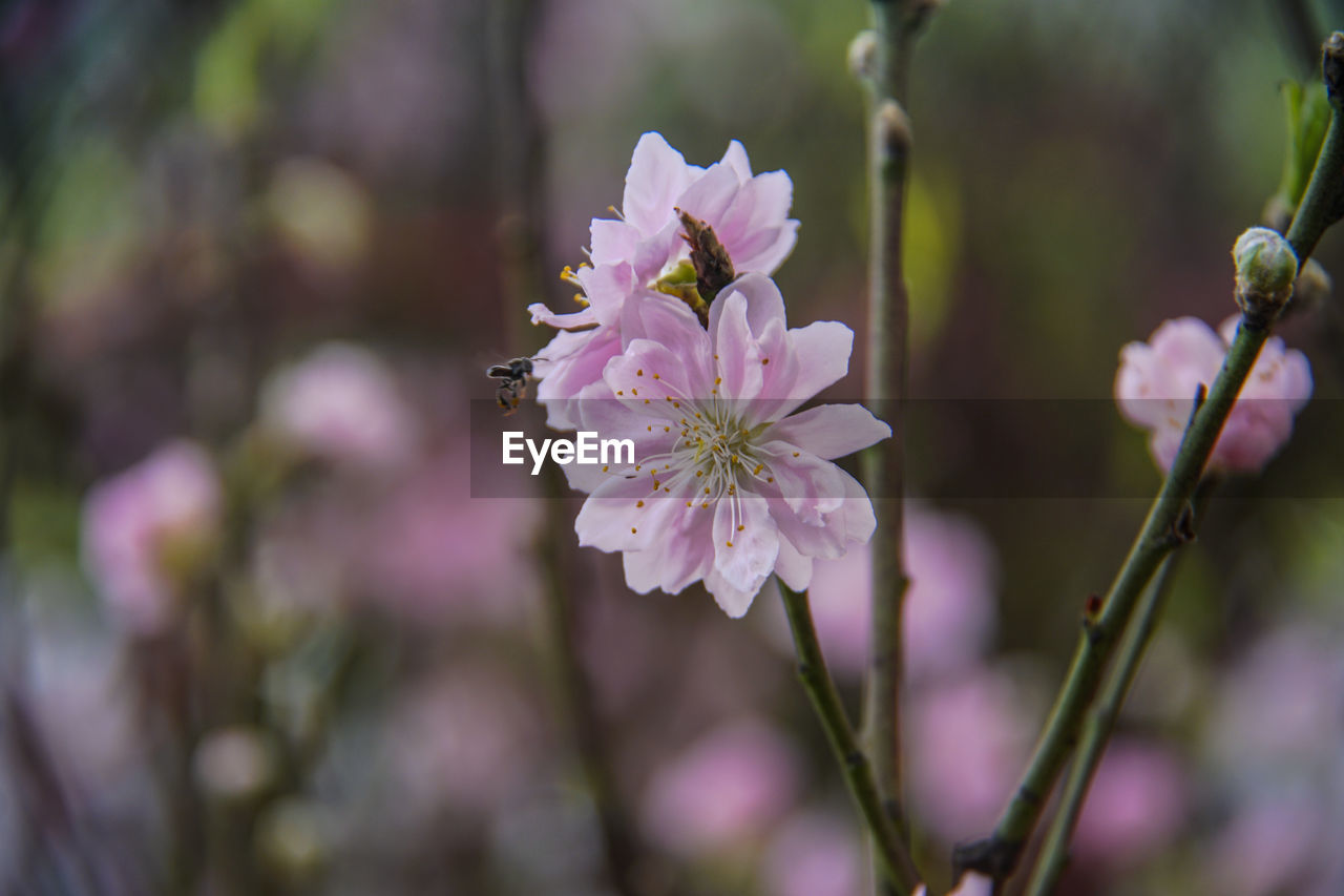 CLOSE-UP OF PINK FLOWERING PLANTS