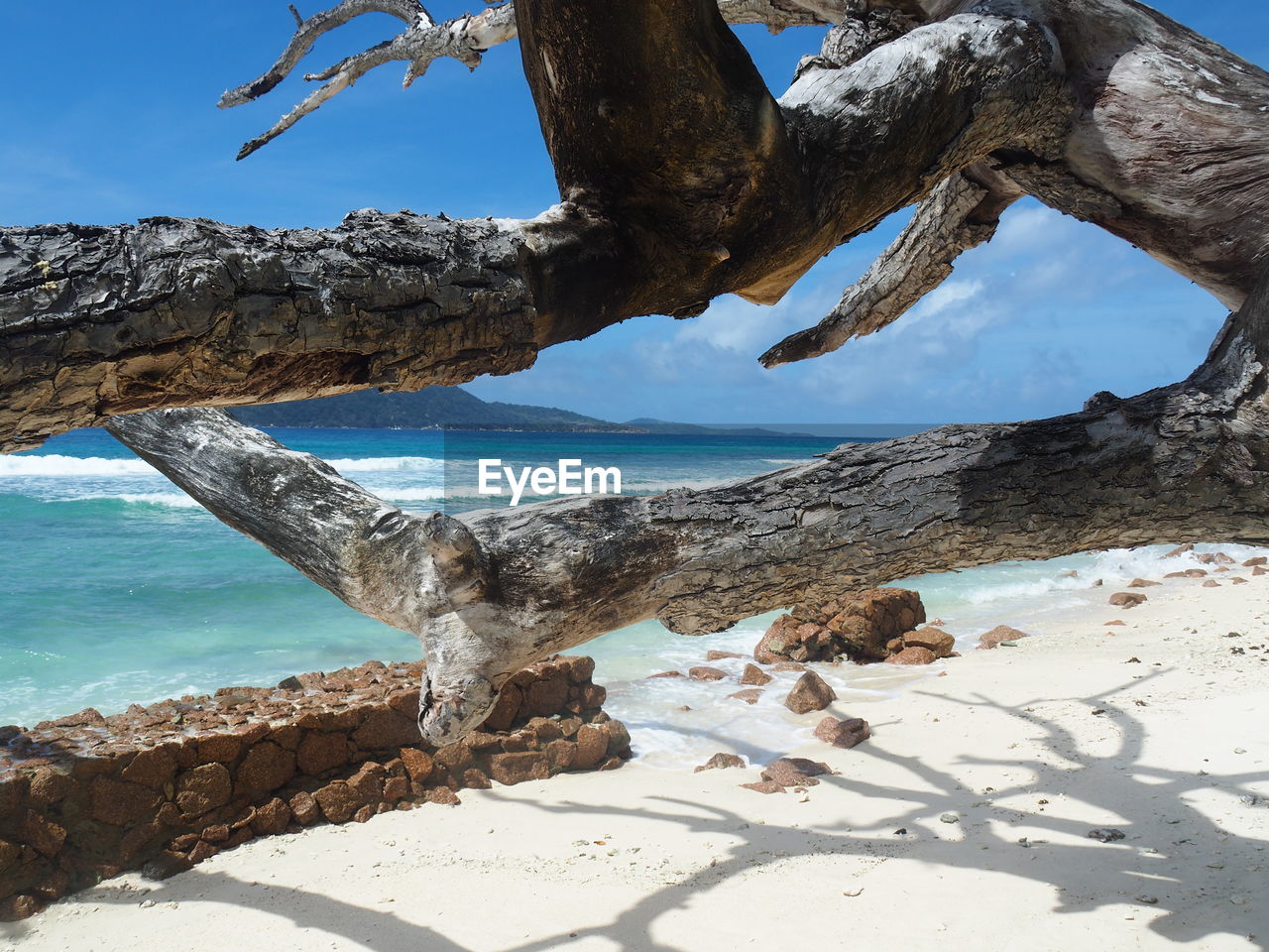 DRIFTWOOD ON TREE BY SEA