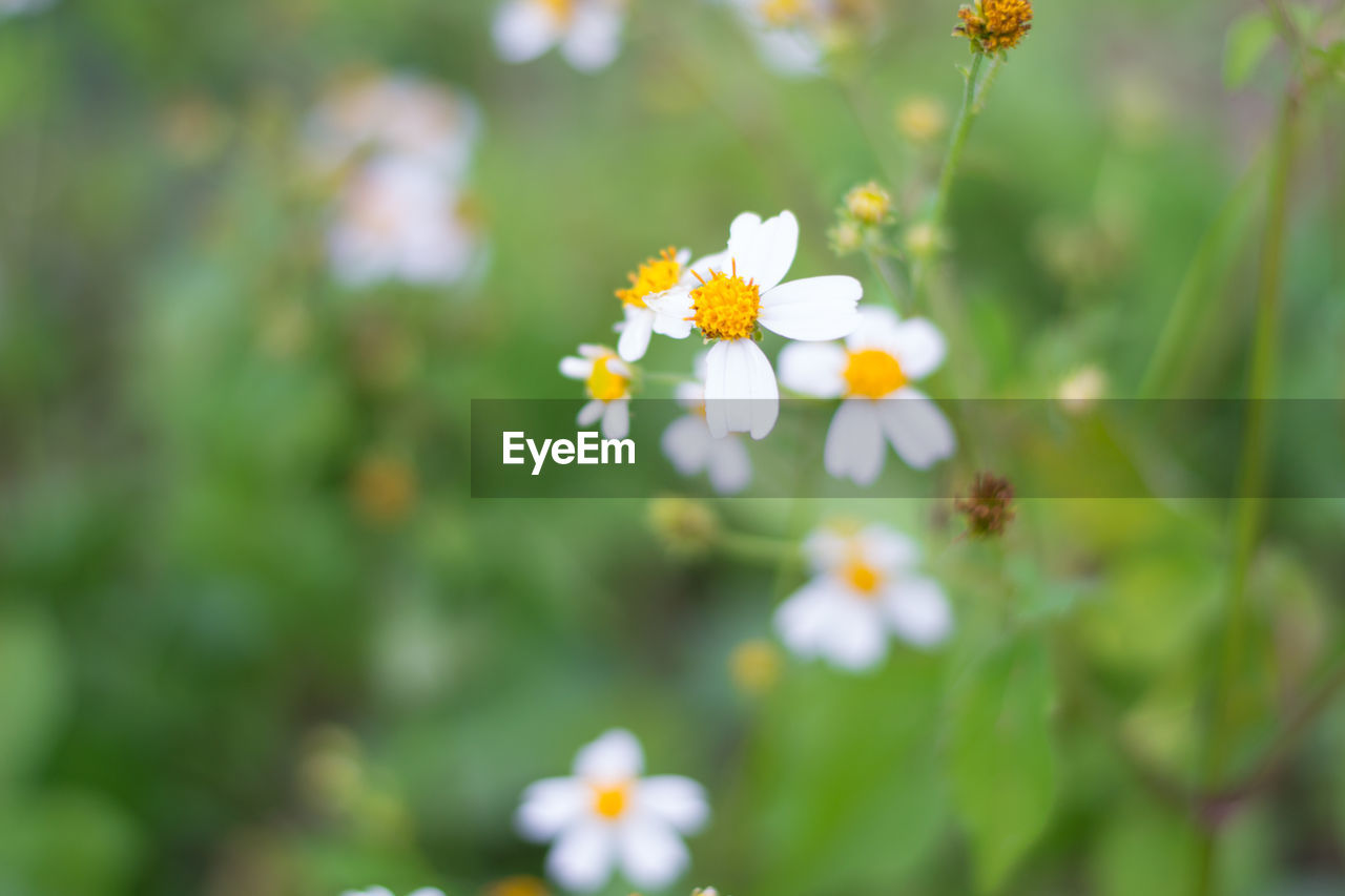 Close-up of white daisy flowers