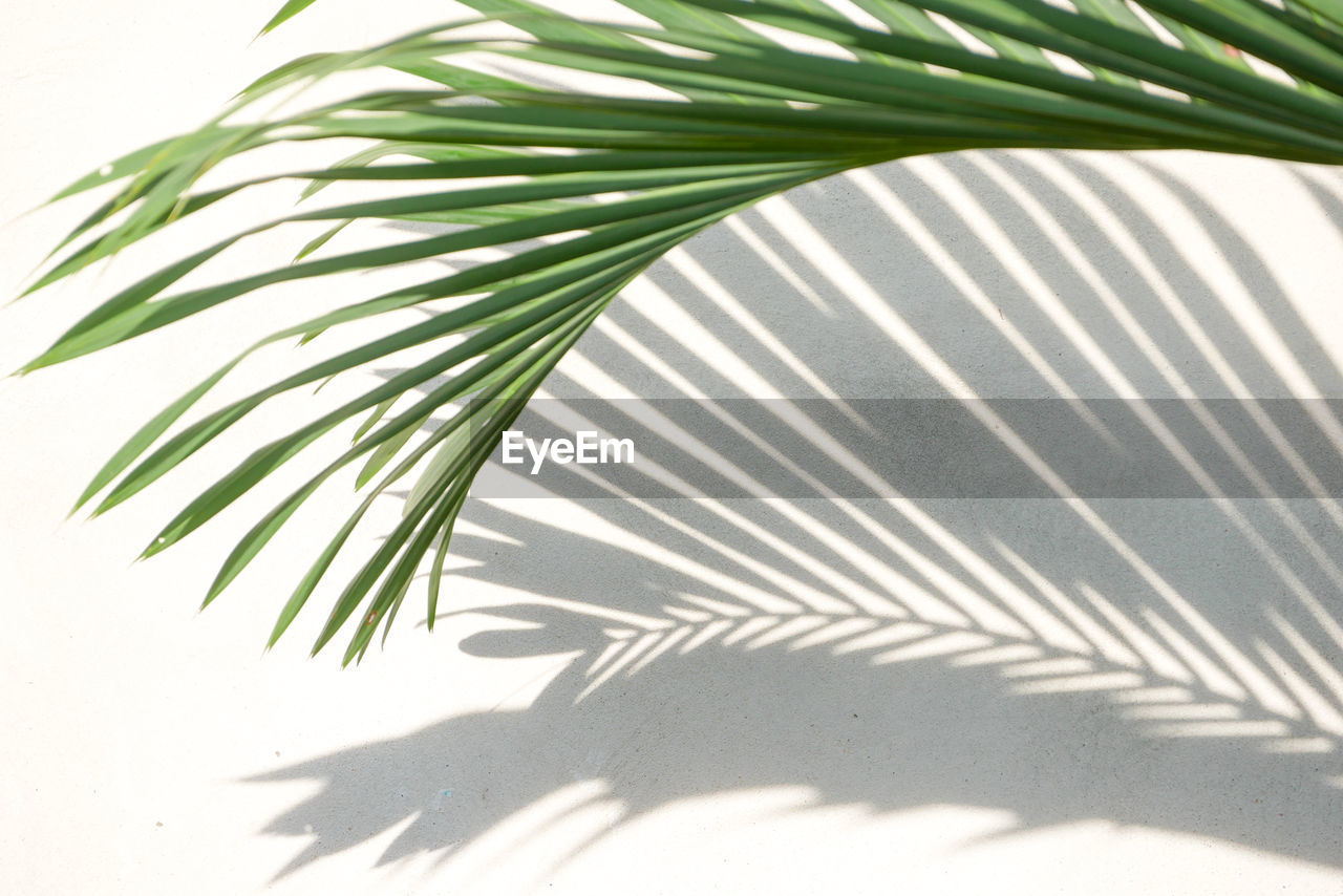 Close-up of palm leaf against wall