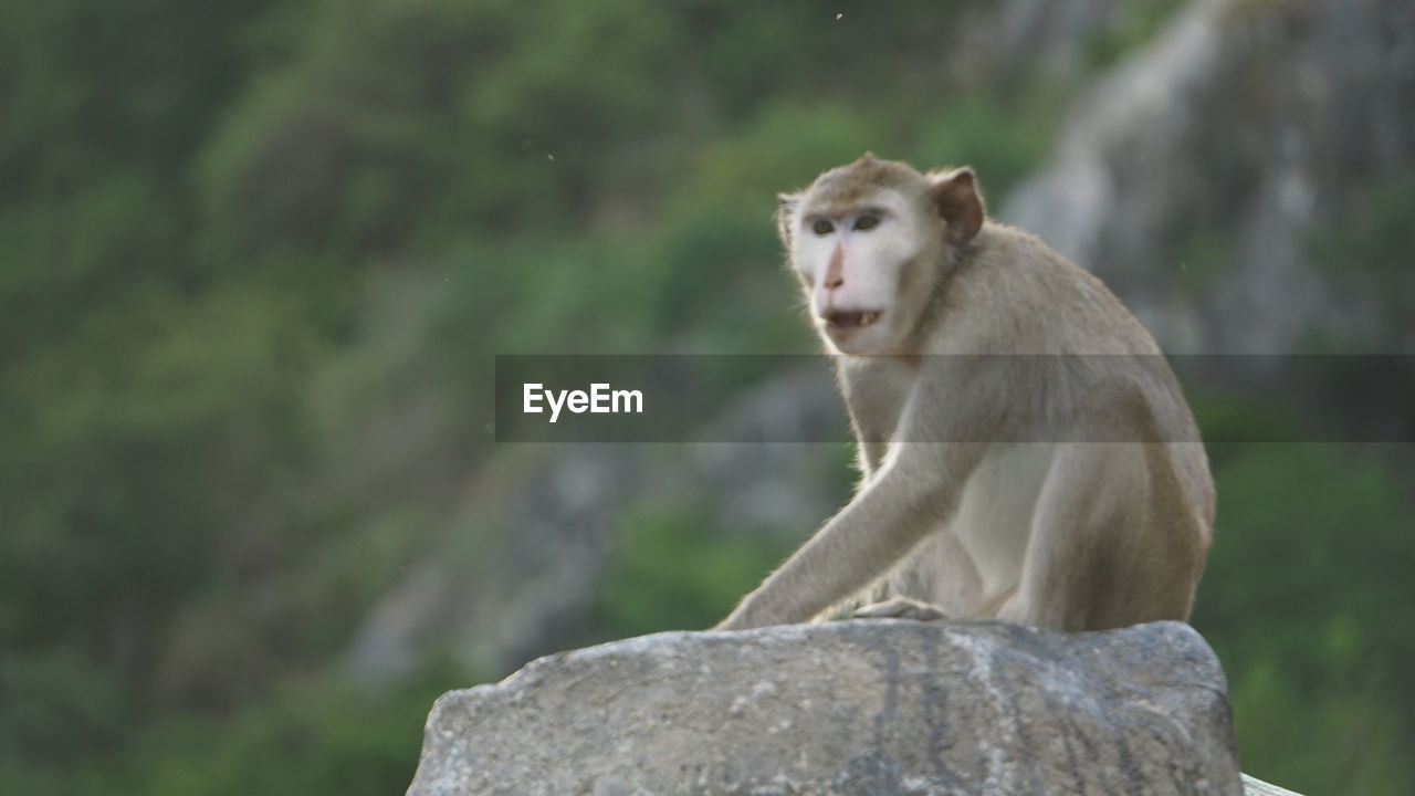 LION LOOKING AWAY