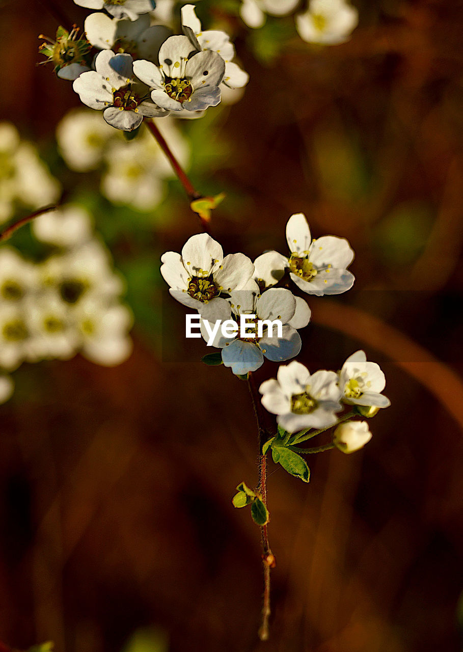 CLOSE-UP OF WHITE CHERRY BLOSSOM