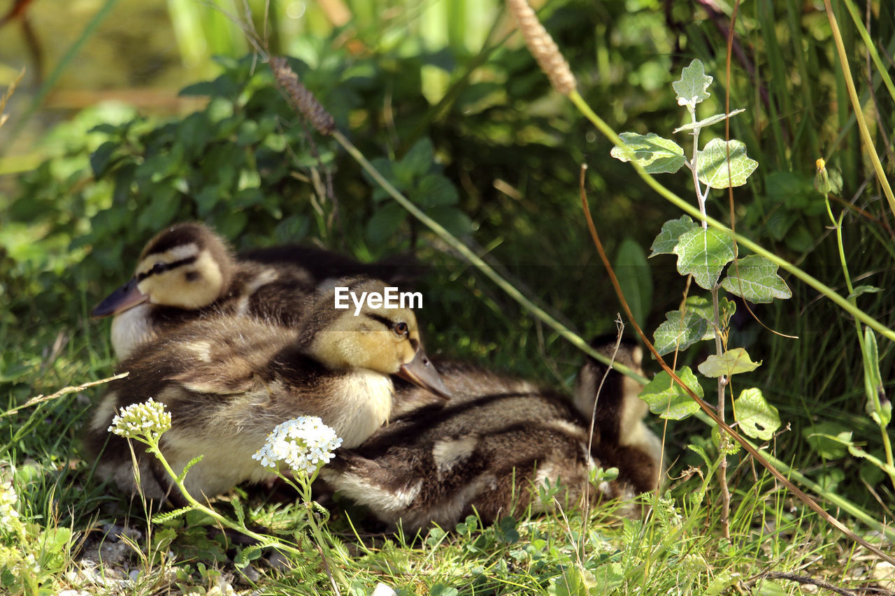 Ducklings sitting in the grass in the sunlight