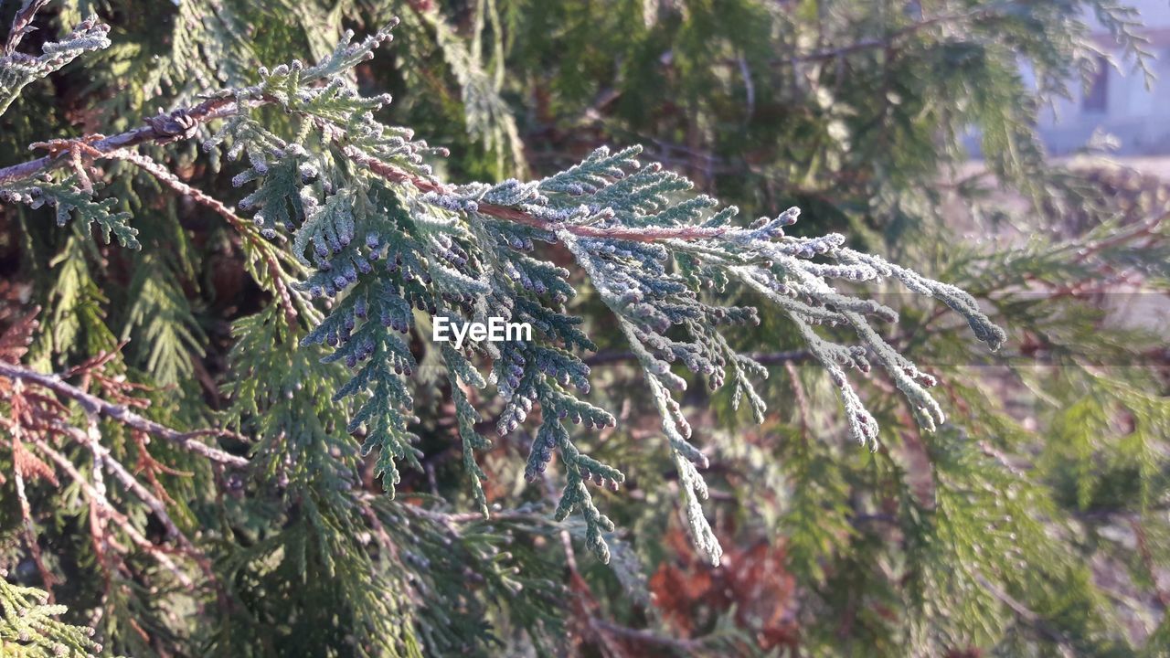 CLOSE-UP OF FROST ON TREE BRANCH