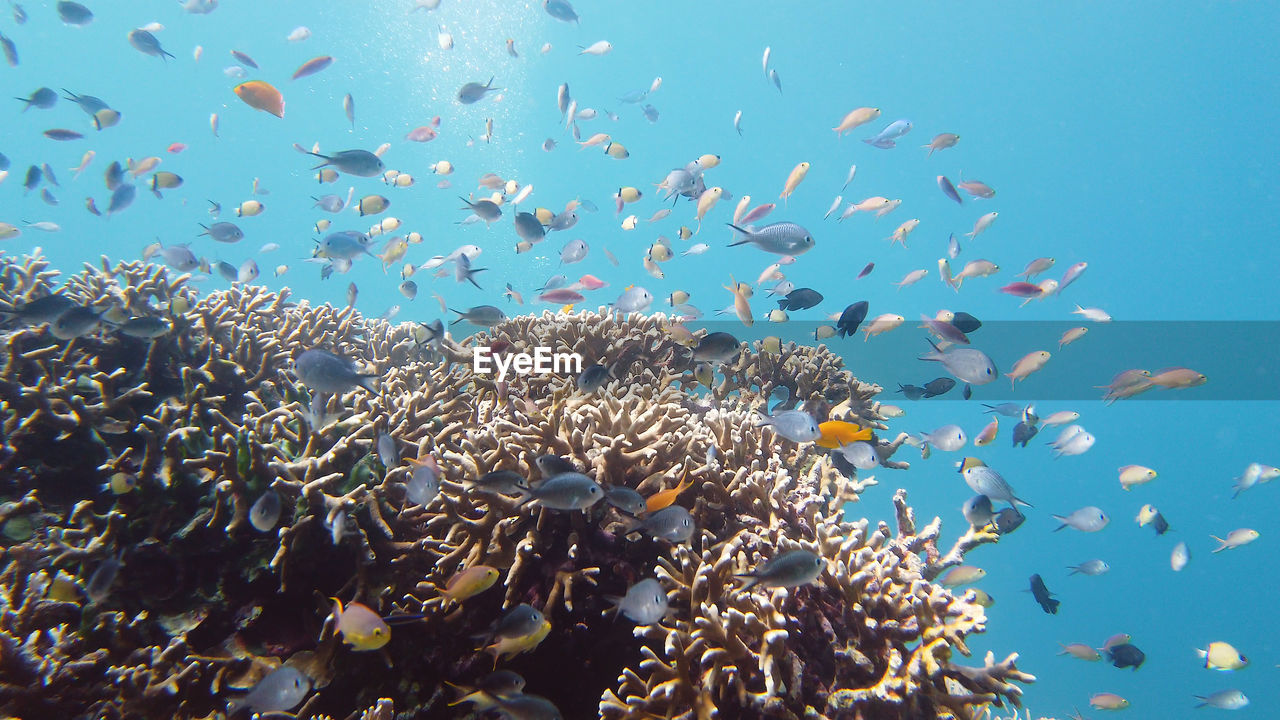 Underwater fish garden reef. reef coral scene. seascape under water. leyte, philippines.