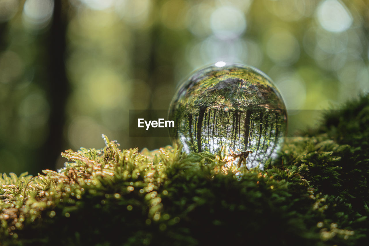  crystal ball lies on a moss in the forest. concept and theme of nature, environmental protection.
