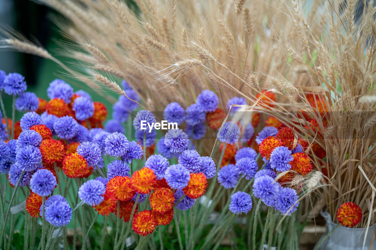 Close-up of purple flowering plants