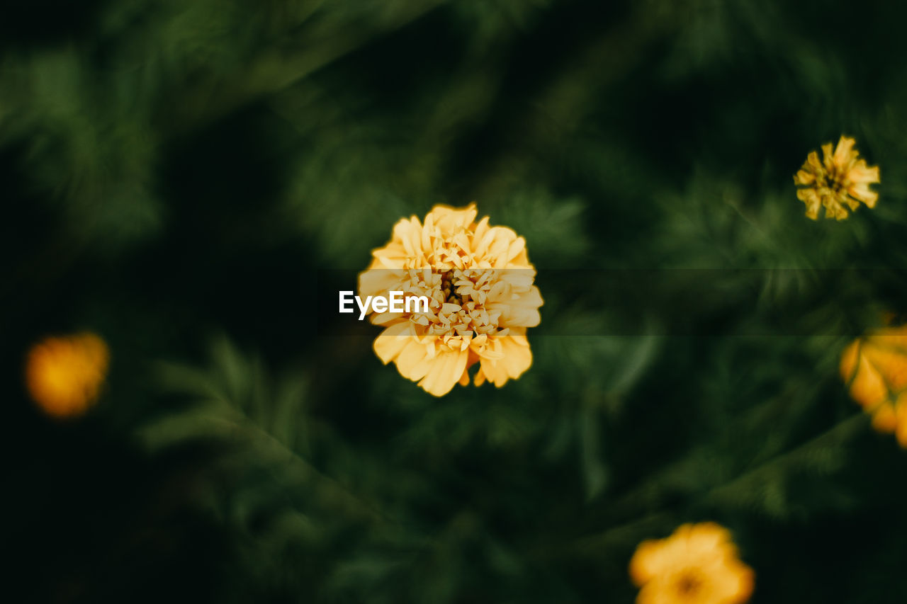 Close-up of yellow flowering plant