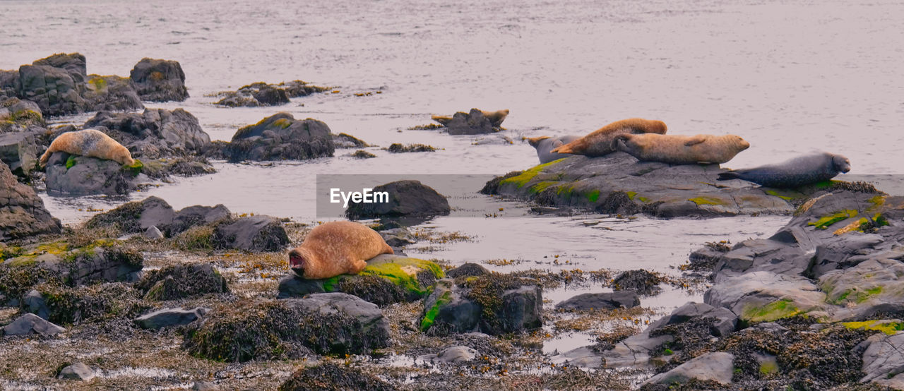 Seals lying in the sun.