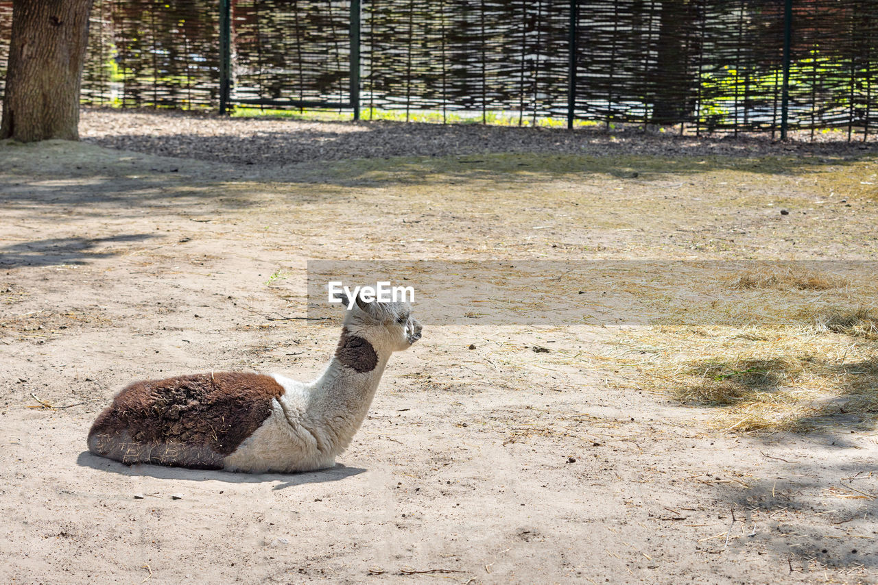 animal themes, animal, one animal, animal wildlife, nature, mammal, zoo, no people, day, land, wildlife, fence, sunlight, domestic animals, outdoors, animals in captivity, pet, field, plant