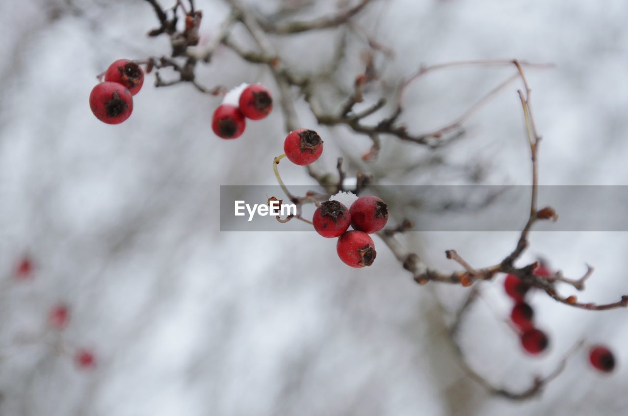 RED BERRIES ON TREE