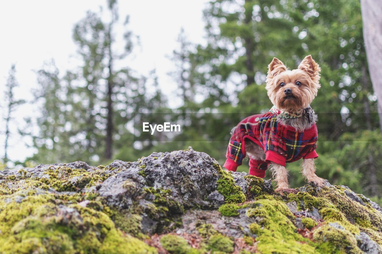 Low angle view of dog on rock against trees