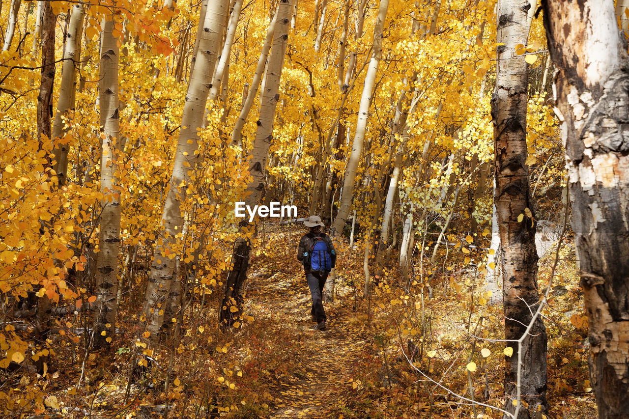 People amidst trees in forest during autumn