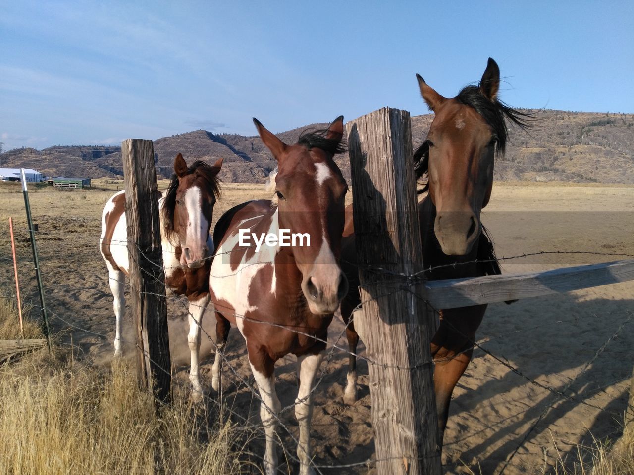 HORSE ON FIELD AGAINST SKY