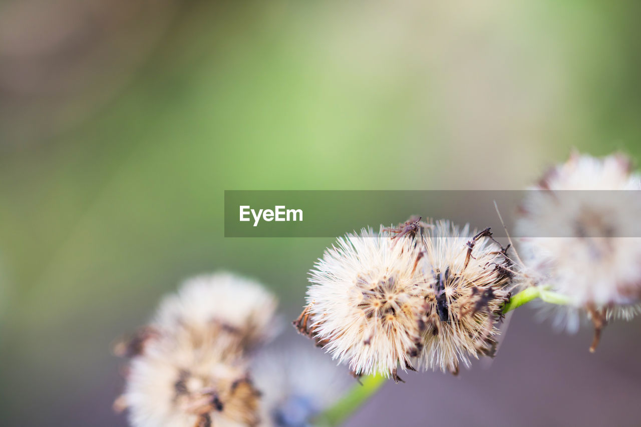 CLOSE-UP OF WILTED DANDELION FLOWER