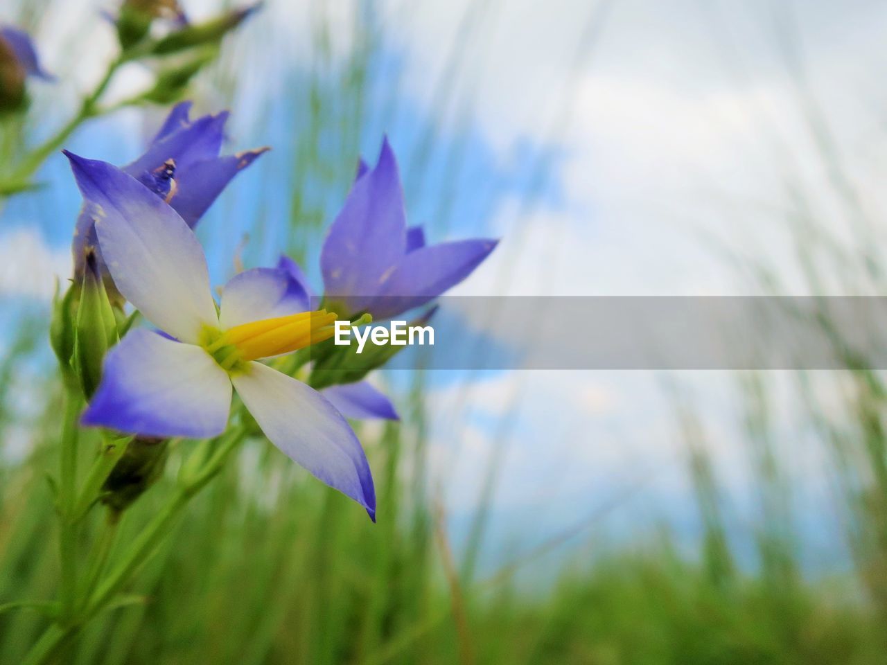 Close-up of crocus blooming outdoors