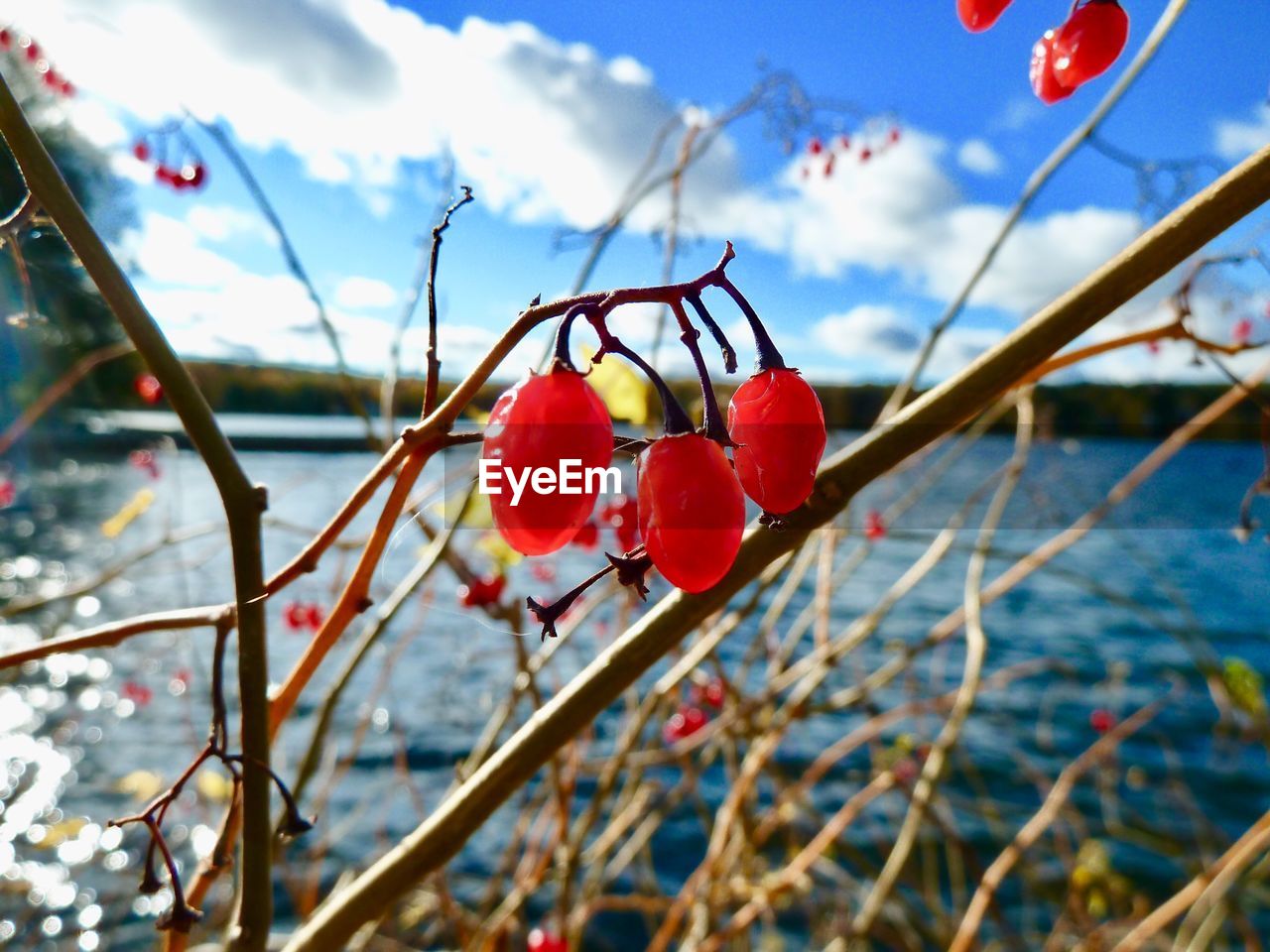 flower, red, nature, fruit, plant, focus on foreground, no people, spring, food, day, leaf, food and drink, sky, branch, tree, beauty in nature, outdoors, healthy eating, freshness, close-up, blossom, positive emotion, macro photography, heart shape, cloud, emotion, love, water, autumn