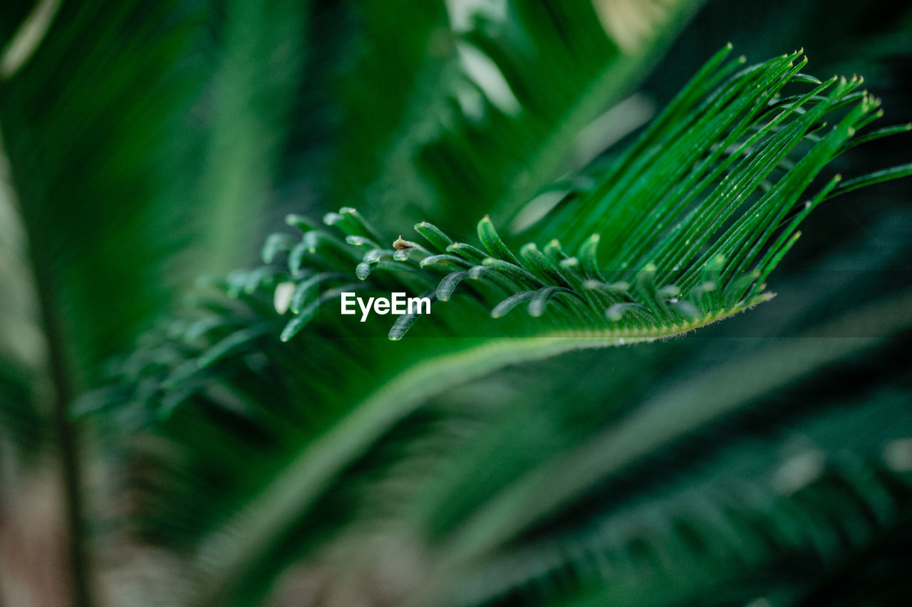 Close-up of fern leaves