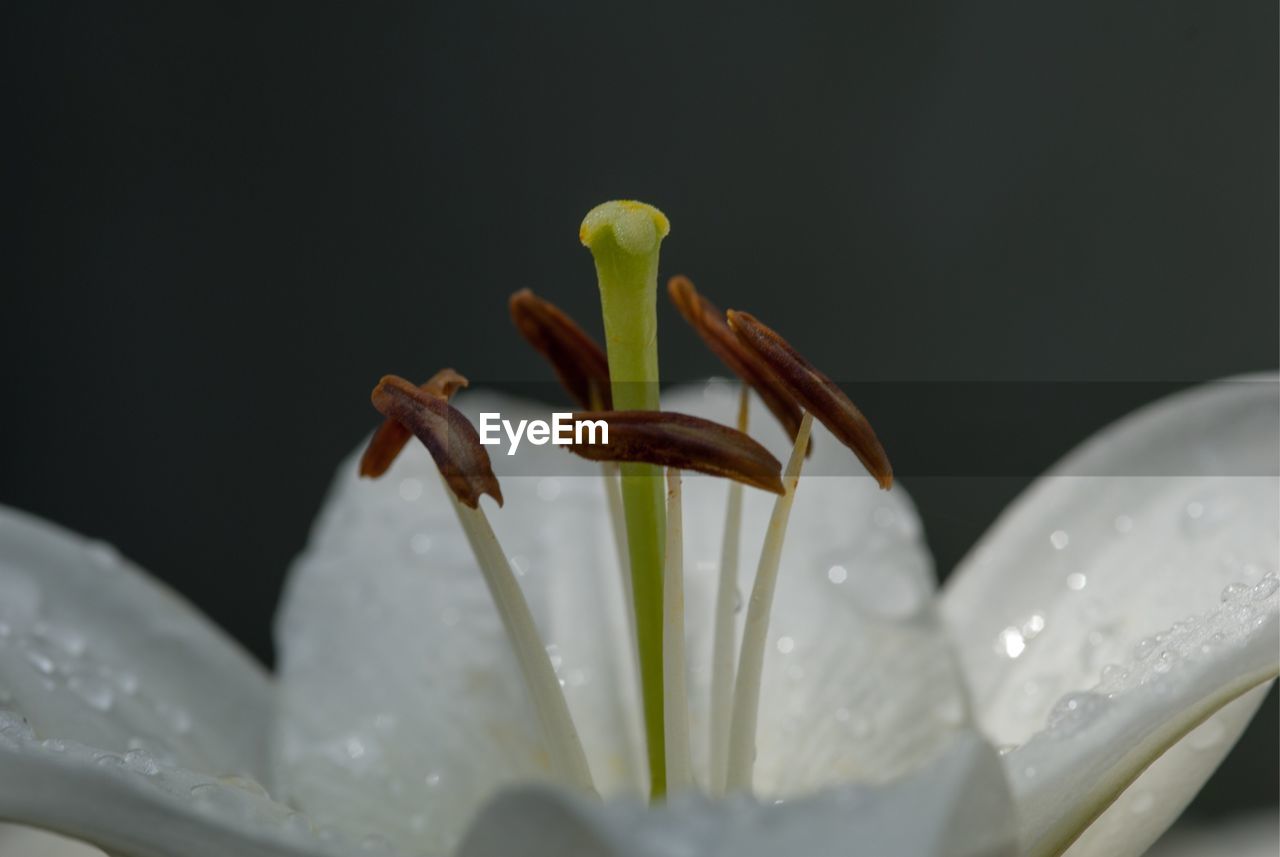 Close-up of water drops on lily