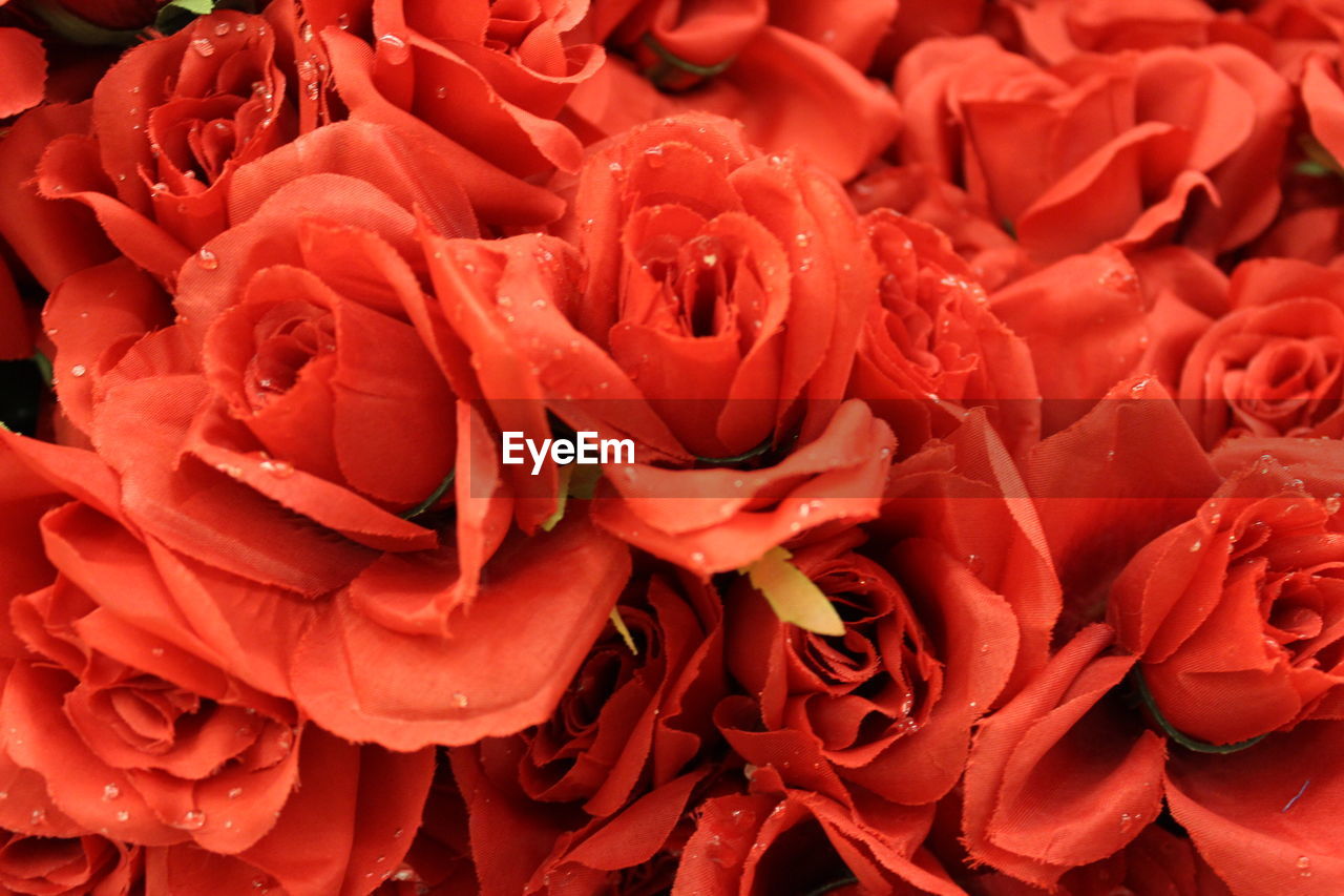 FULL FRAME SHOT OF RED ROSE ROSES