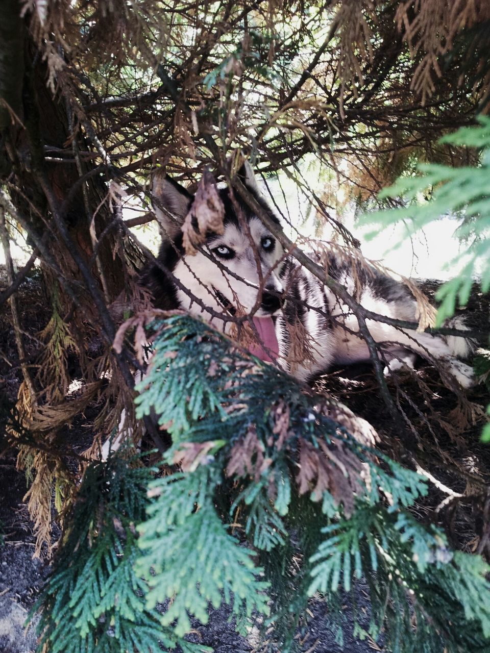 High angle view of siberian husky hiding in trees