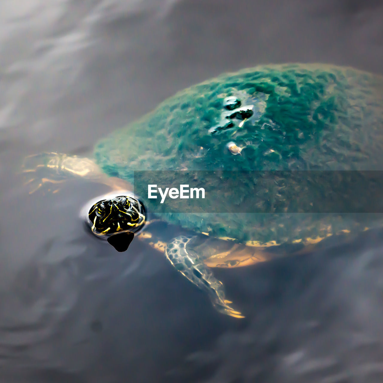 High angle view of turtle swimming in pond