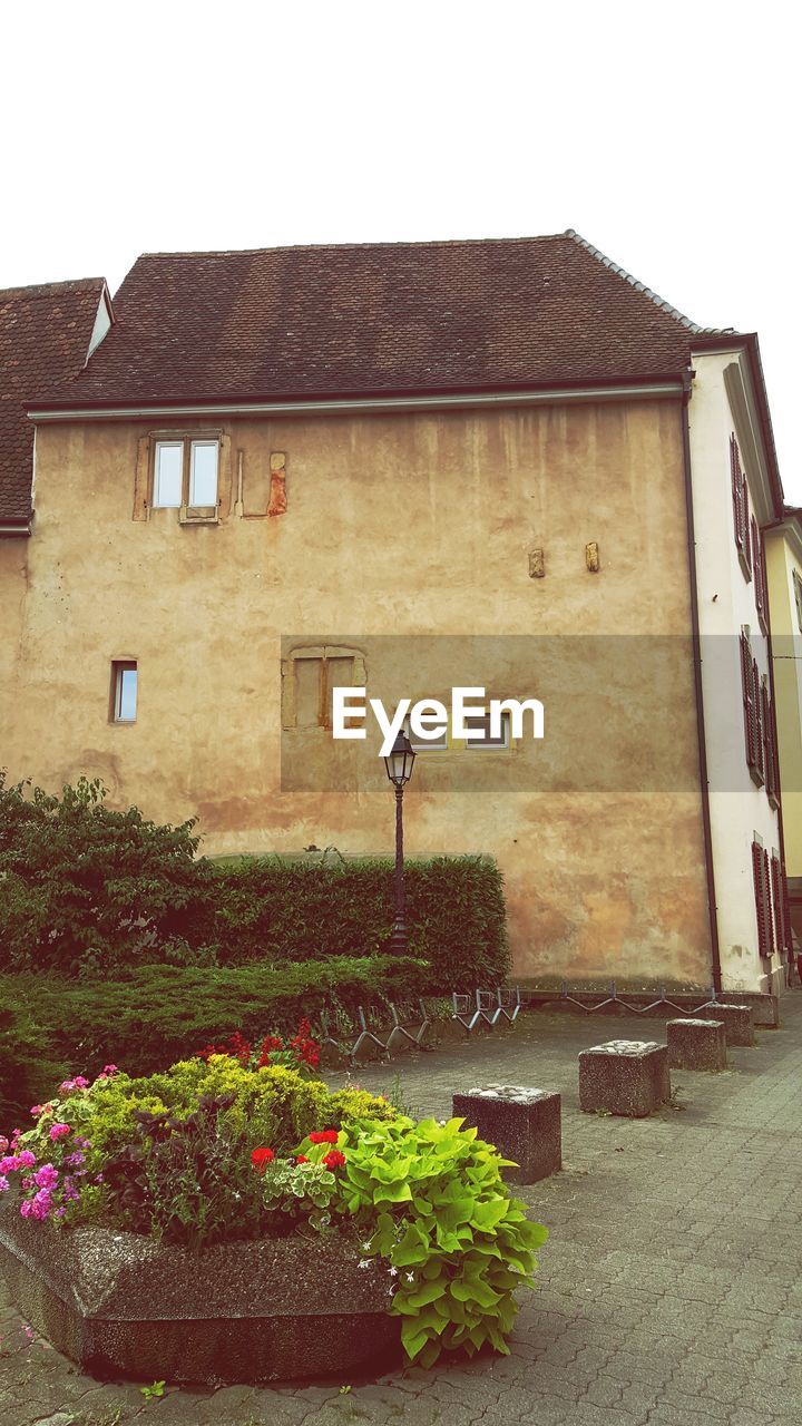 PLANTS GROWING ON HOUSE