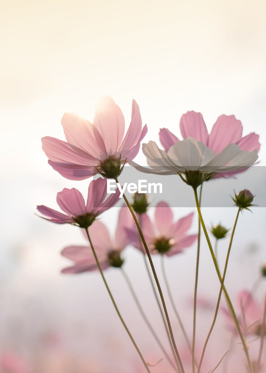 Pink and white flowers