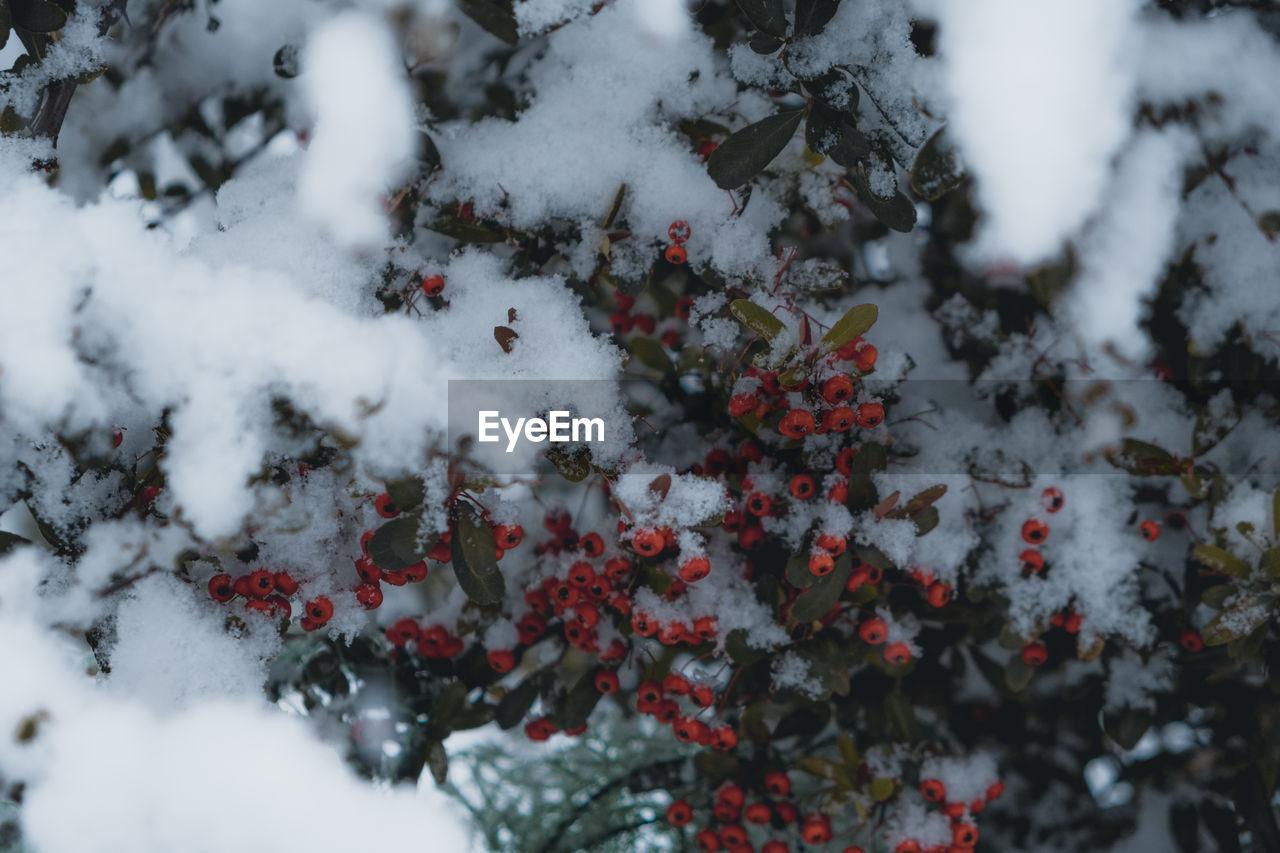 Close-up of snow on tree