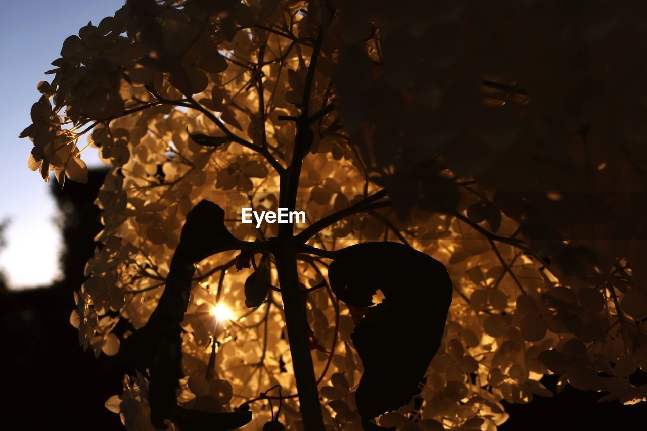 CLOSE-UP OF SILHOUETTE PLANTS AGAINST TREES