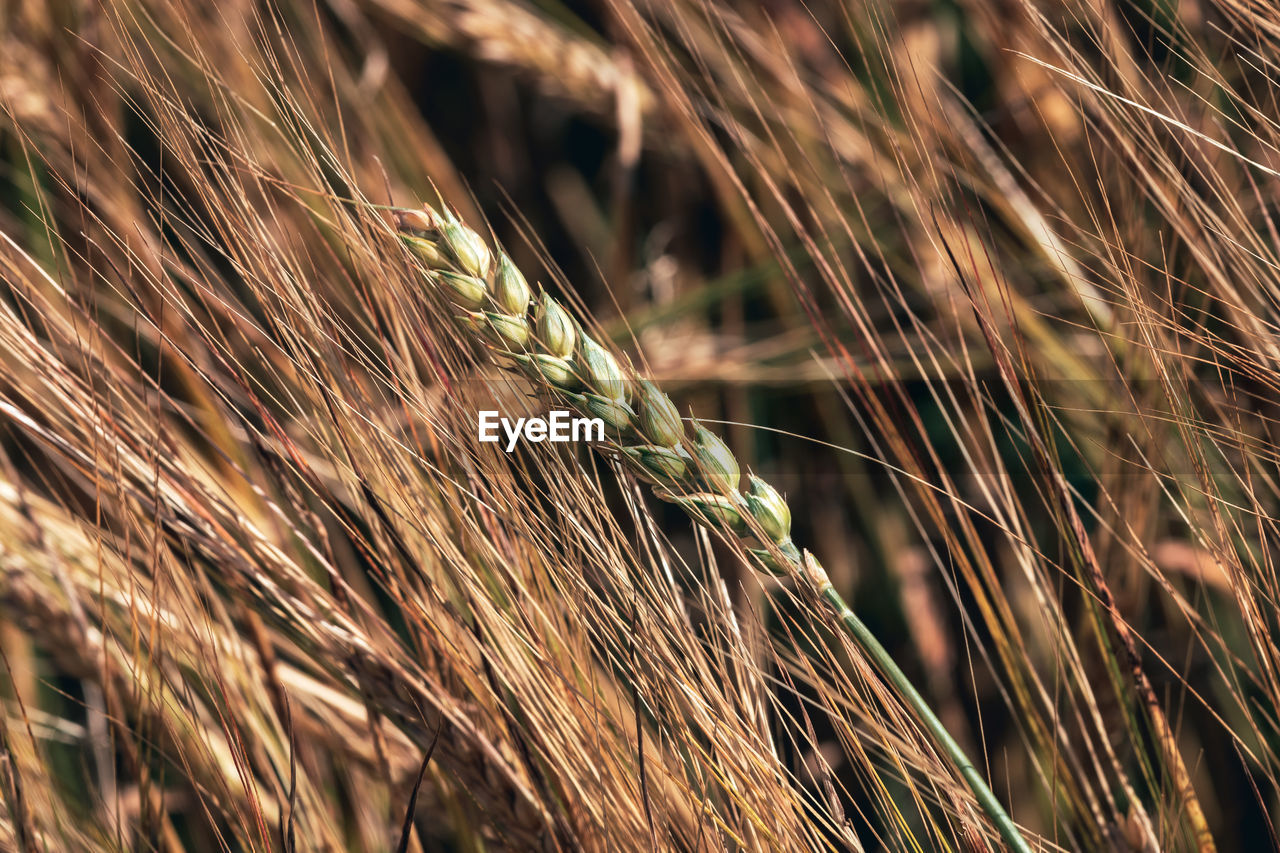 CLOSE-UP OF STALKS IN THE FIELD