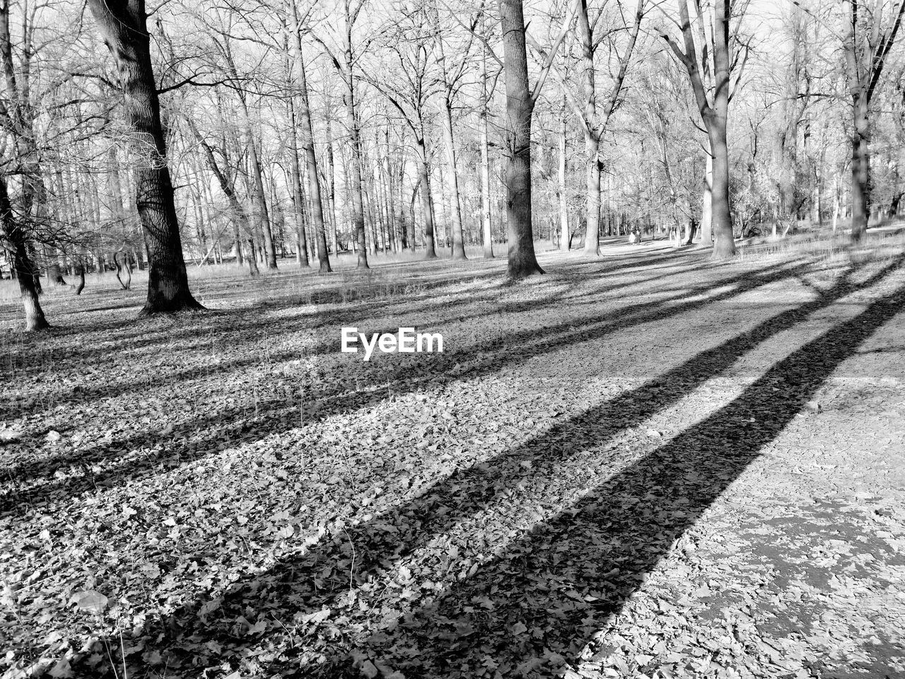 View of bare trees in the forest