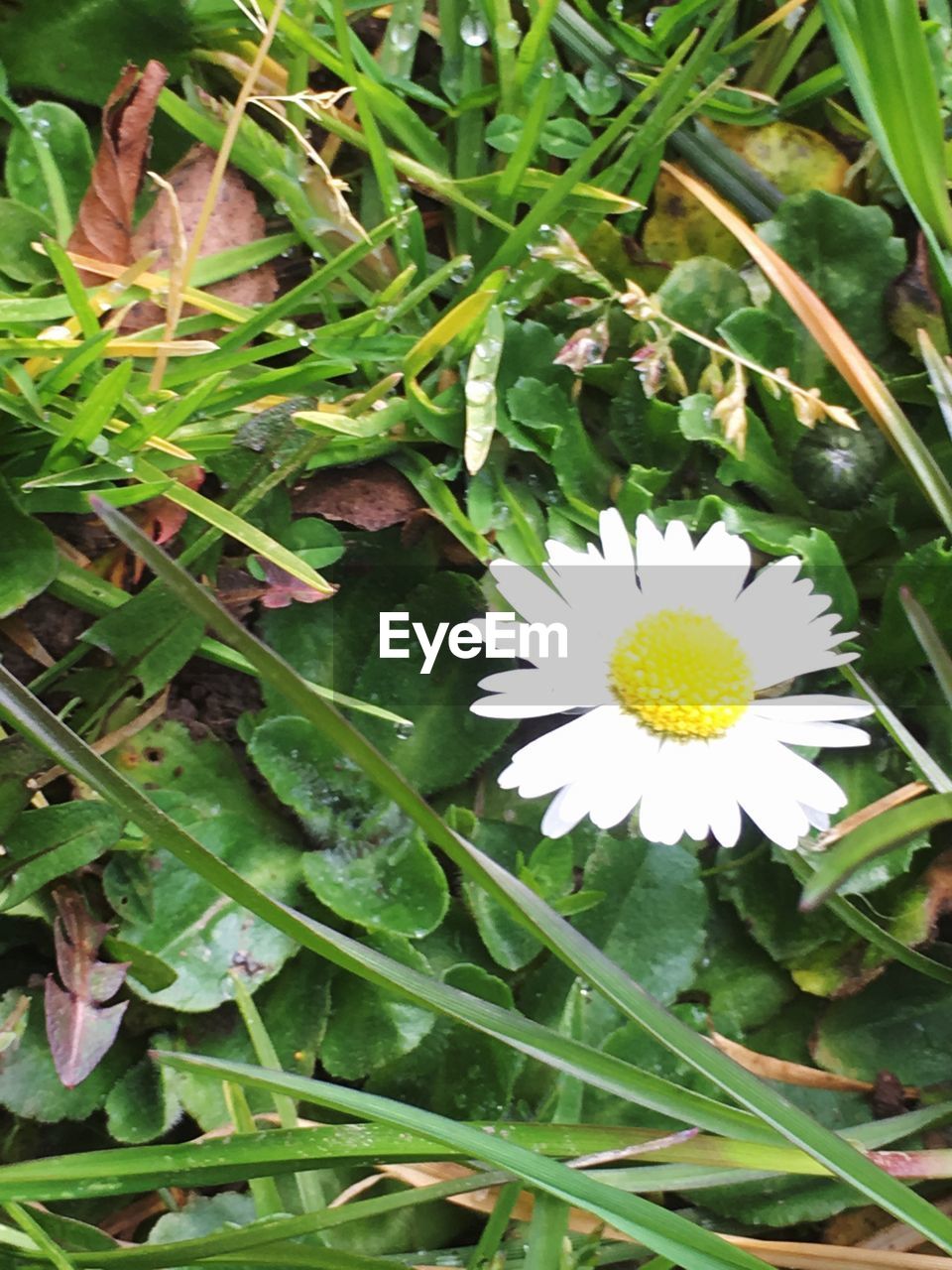 CLOSE-UP OF FLOWER BLOOMING