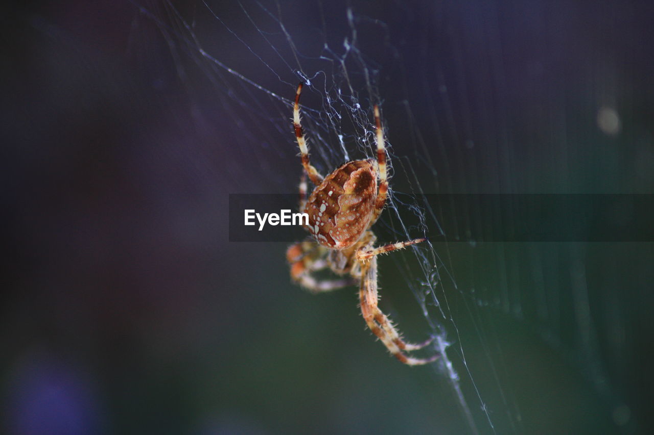 Close-up of spider and web against blurred background