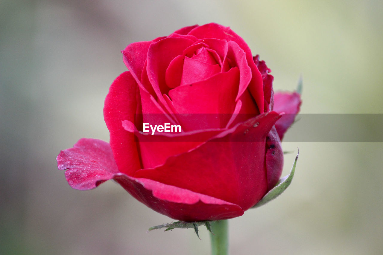 The blossoming red rose bud 