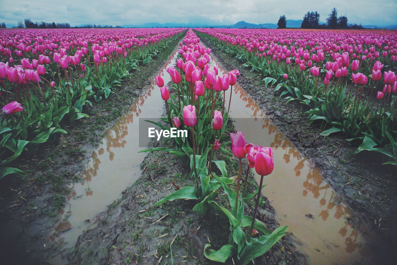 Close-up of pink flowers in field