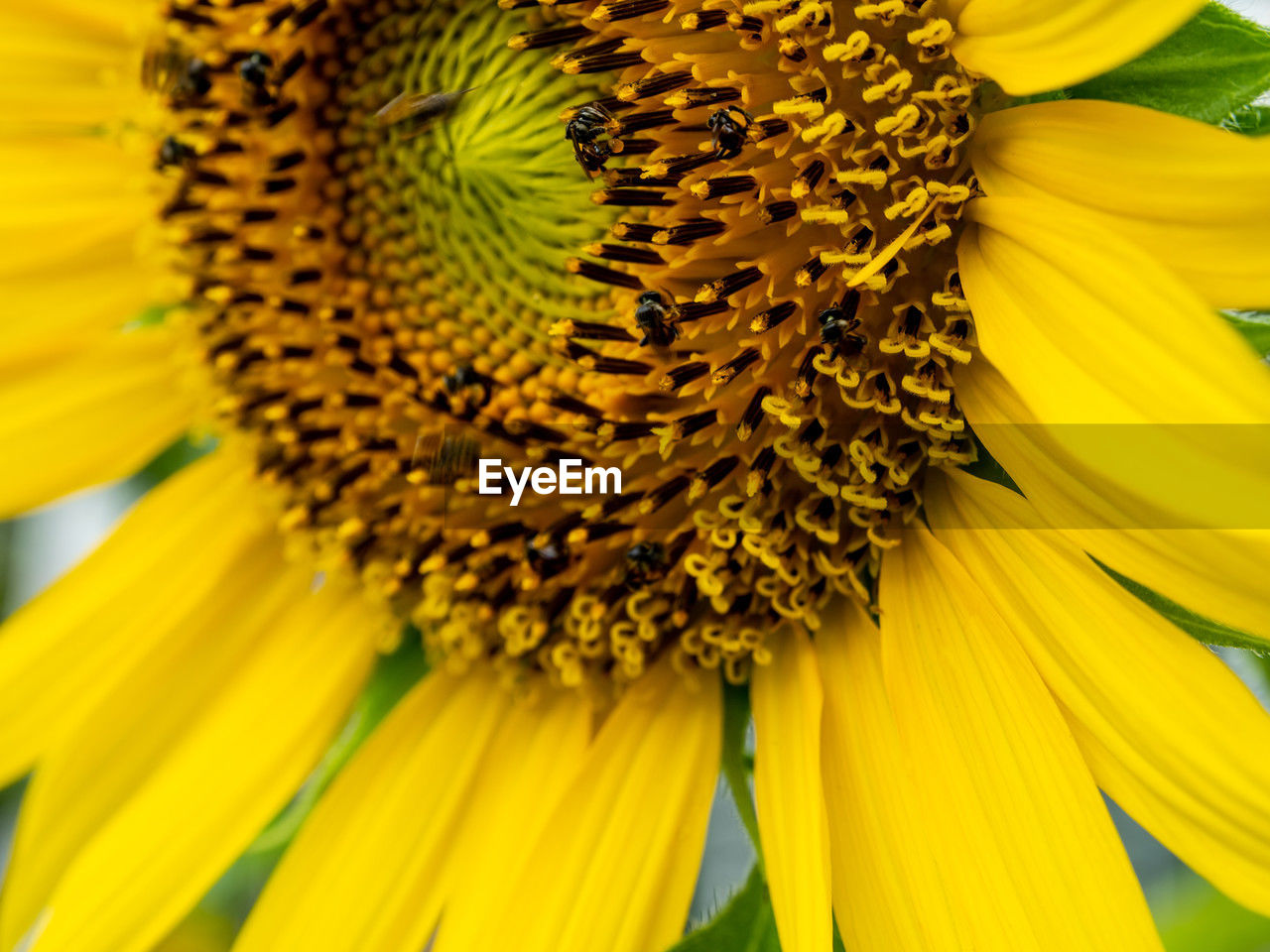 flower, flowering plant, plant, sunflower, beauty in nature, freshness, flower head, yellow, petal, growth, fragility, close-up, inflorescence, nature, pollen, sunflower seed, no people, plant stem, vegetarian food, macro, field, seed, extreme close-up, macro photography, botany, backgrounds, vibrant color, outdoors, springtime, focus on foreground, day, full frame, blossom, summer, pattern
