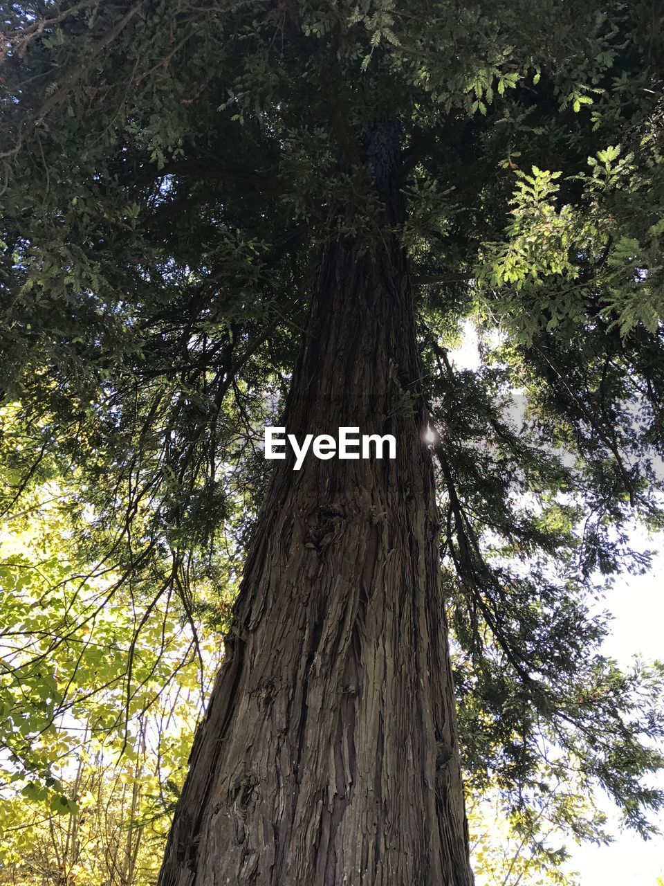 CLOSE-UP LOW ANGLE VIEW OF TREE