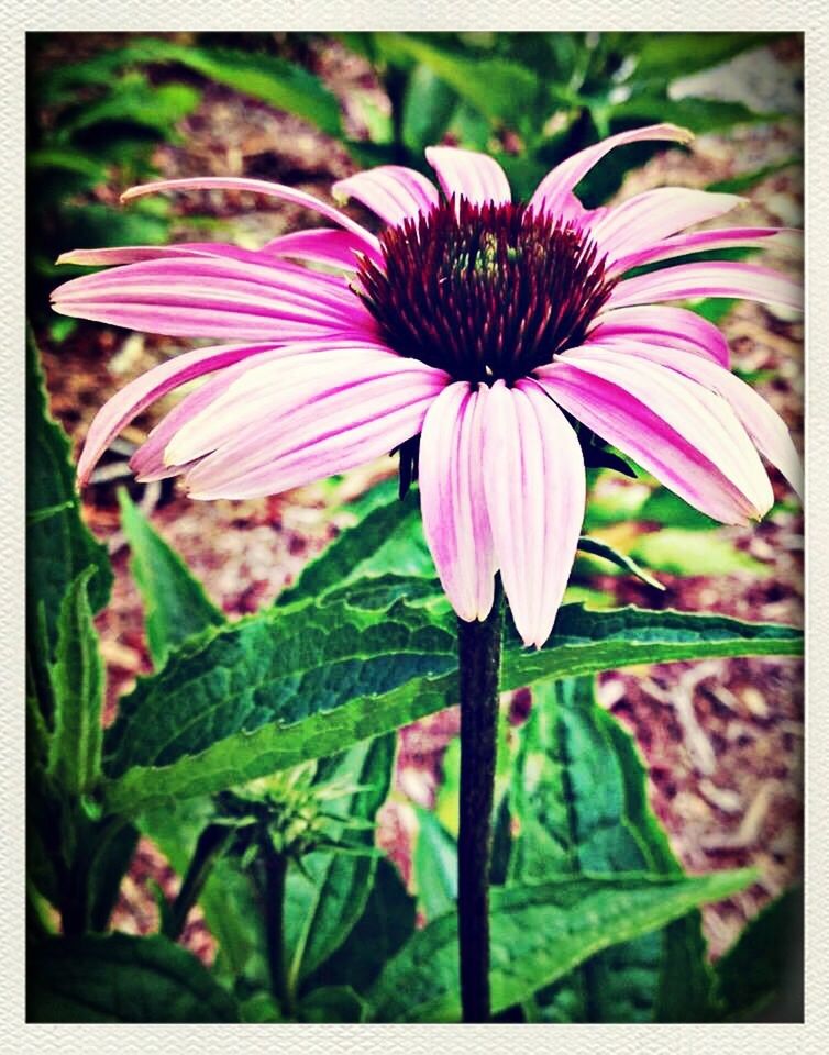 CLOSE-UP OF PURPLE FLOWERS BLOOMING OUTDOORS