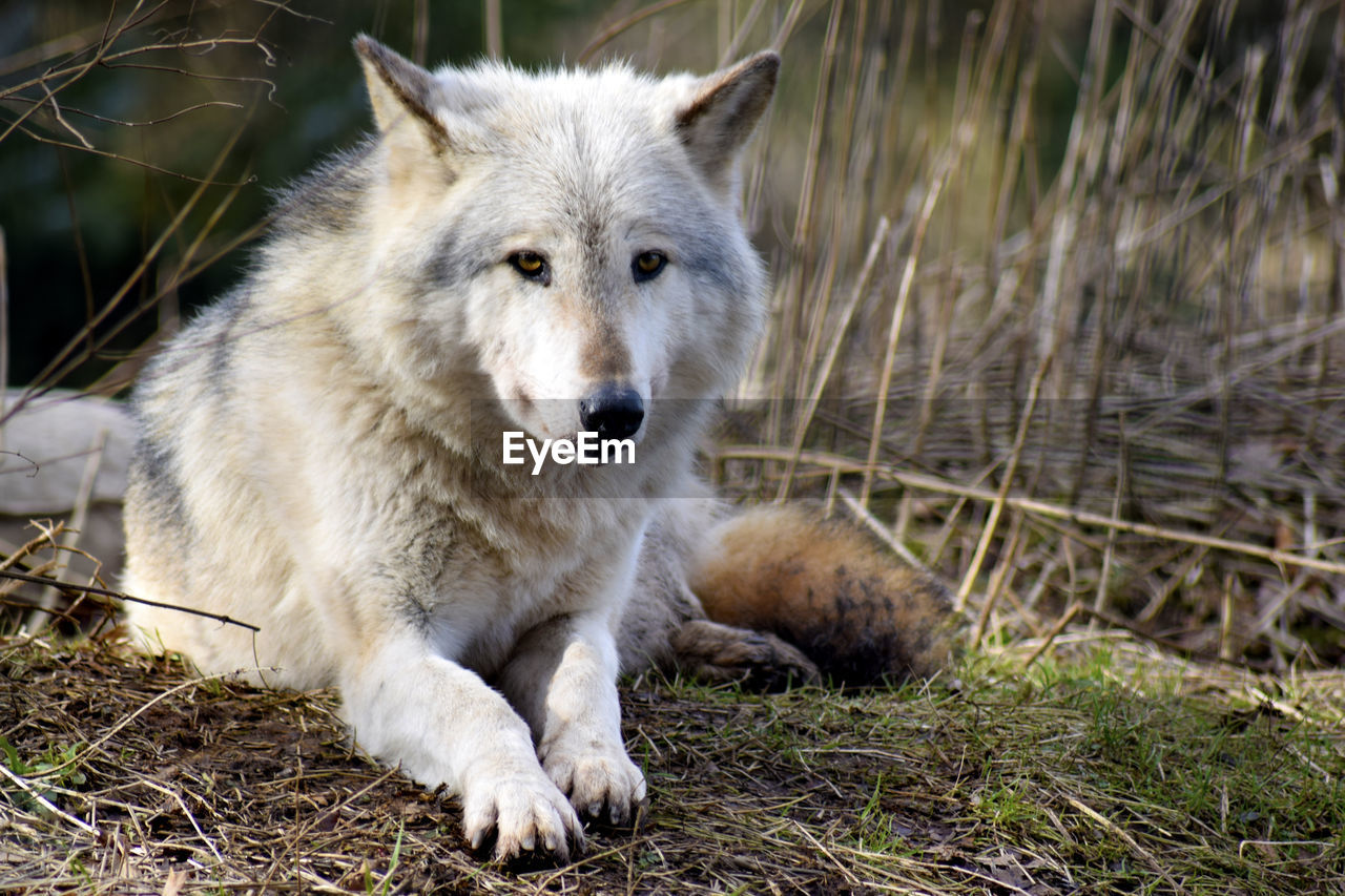Portrait of gray wolf sitting on field