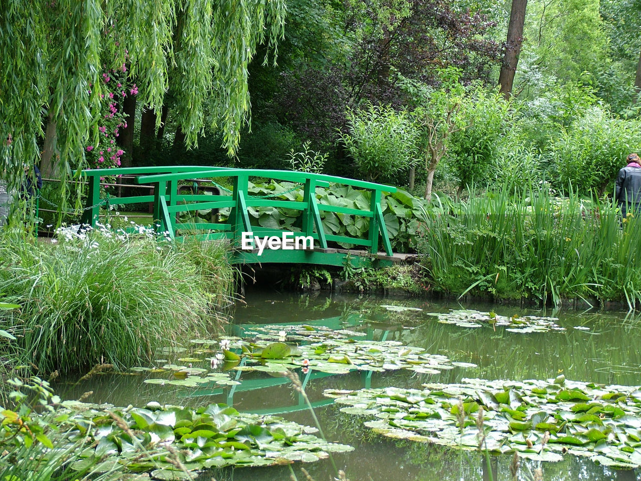 VIEW OF PLANTS AND TREES BY WATER