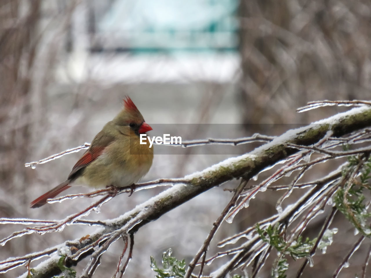Female cardinal bird on a frozen twigg covered of ice after the ice storm
