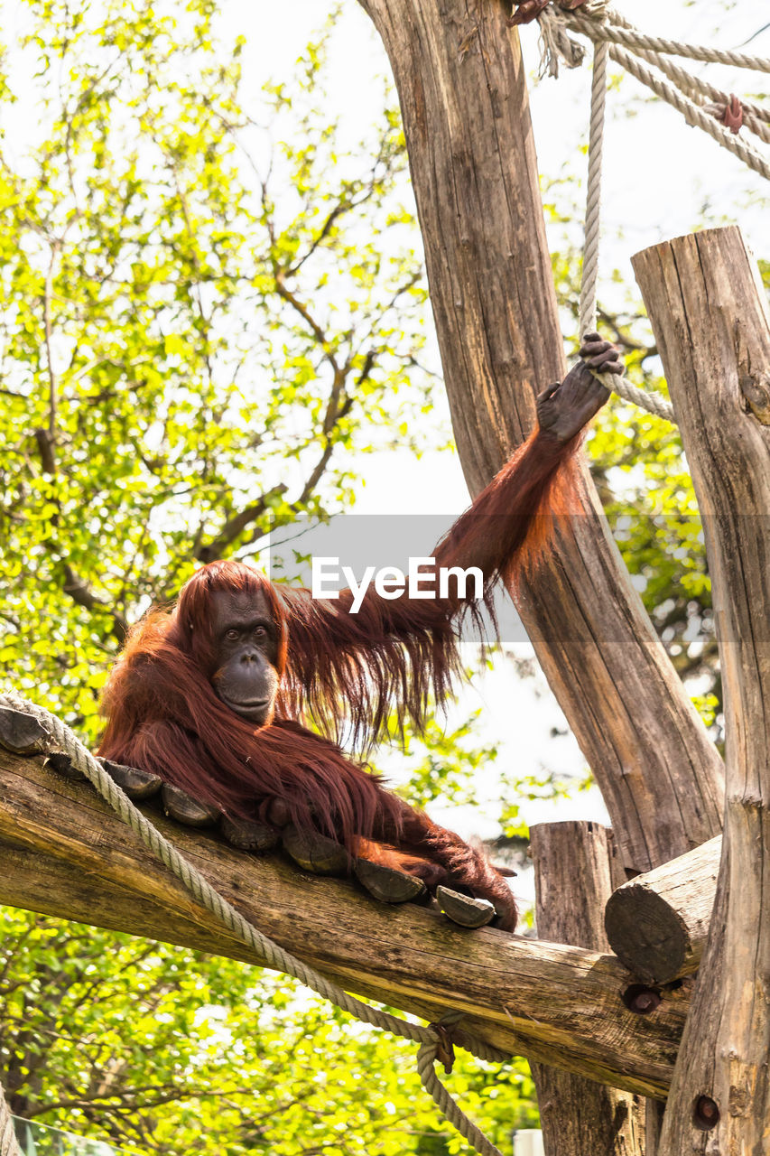 CLOSE-UP OF MONKEYS ON TREE TRUNK