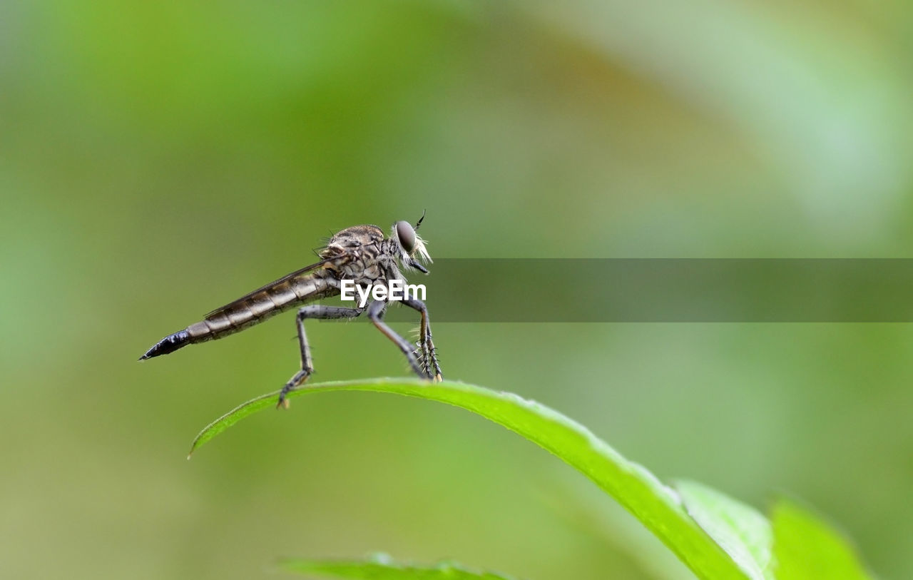 close-up of damselfly on plant