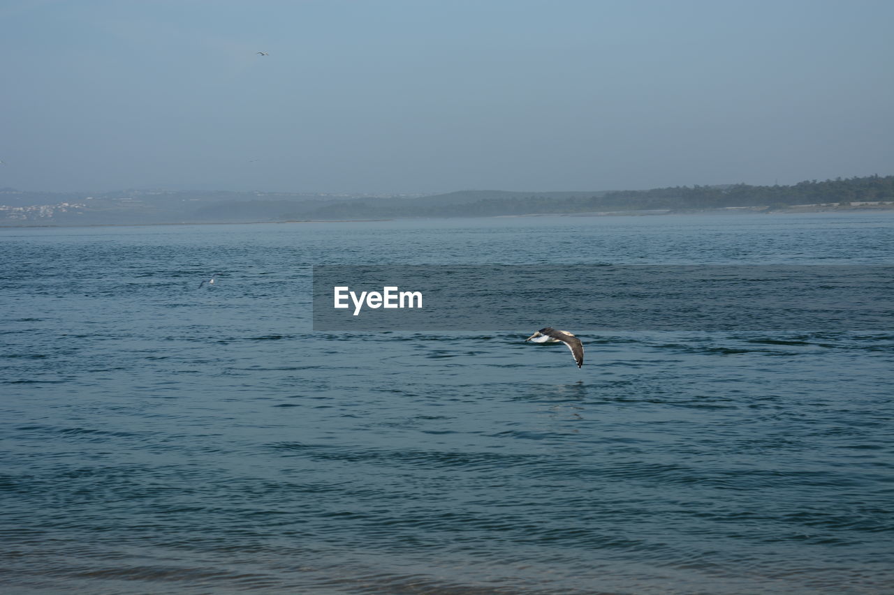 VIEW OF BIRDS ON SEA