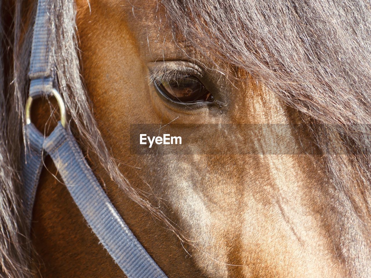 Close-up of horse eye