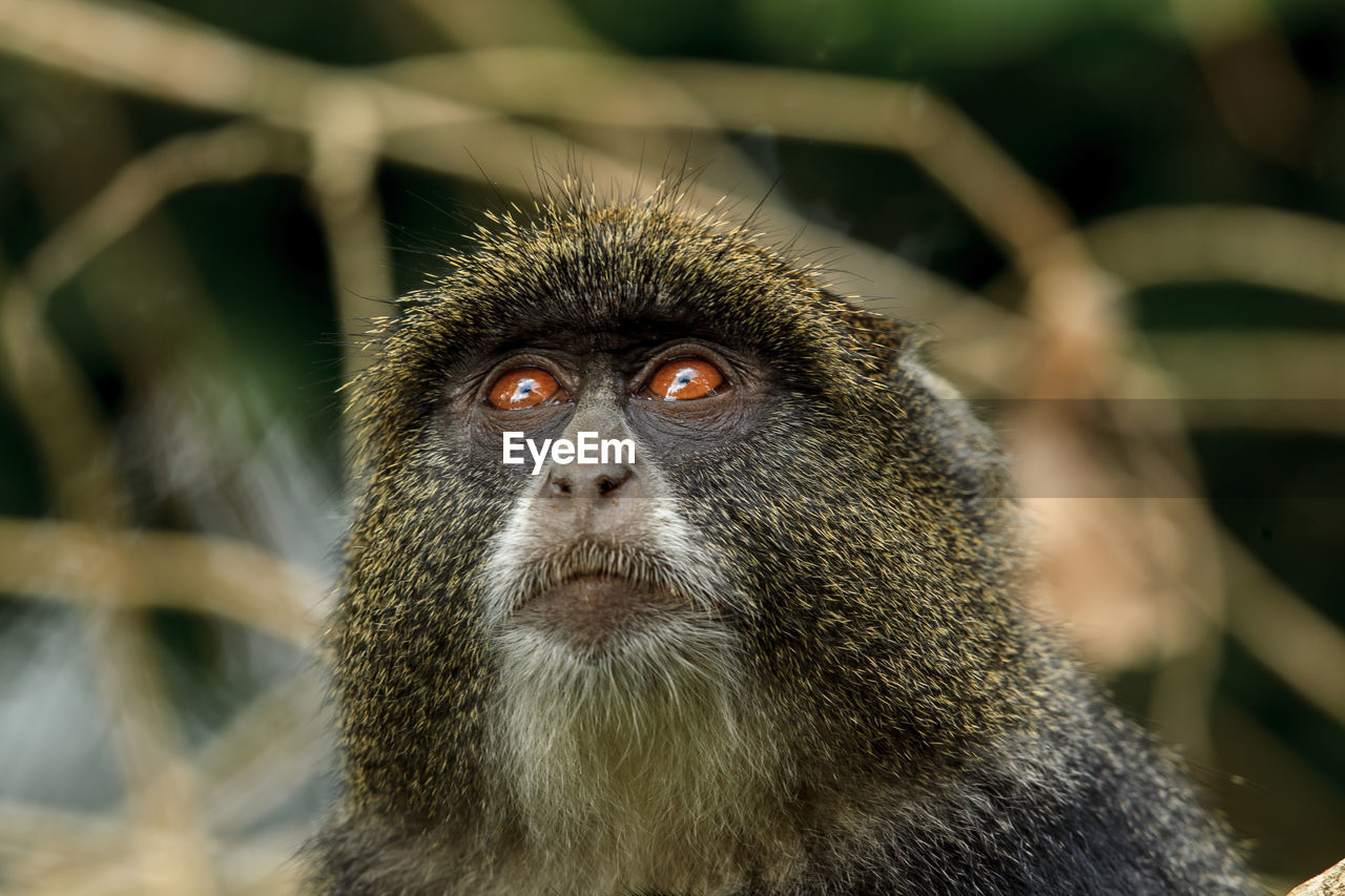 Close-up of monkey looking up