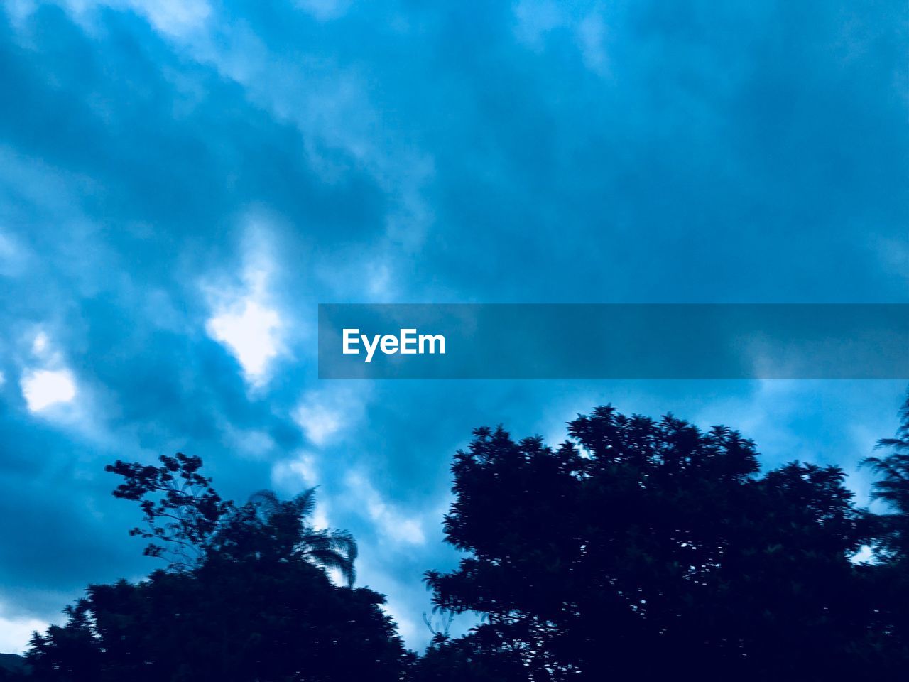 LOW ANGLE VIEW OF TREES AGAINST SKY